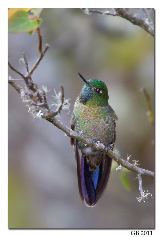 SCALED METALTAIL